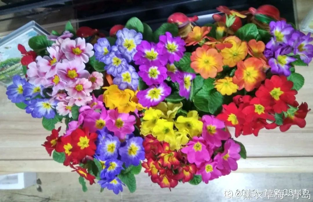 冬天最好养的花，皮实不娇气，开花易爆盆，养不活你找我