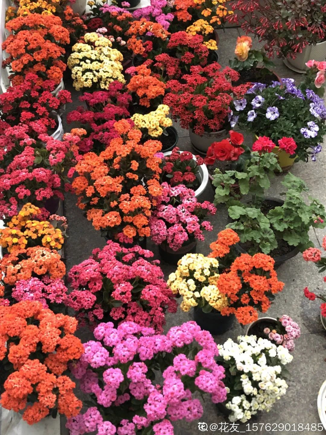 冬天最好养的花，皮实不娇气，开花易爆盆，养不活你找我