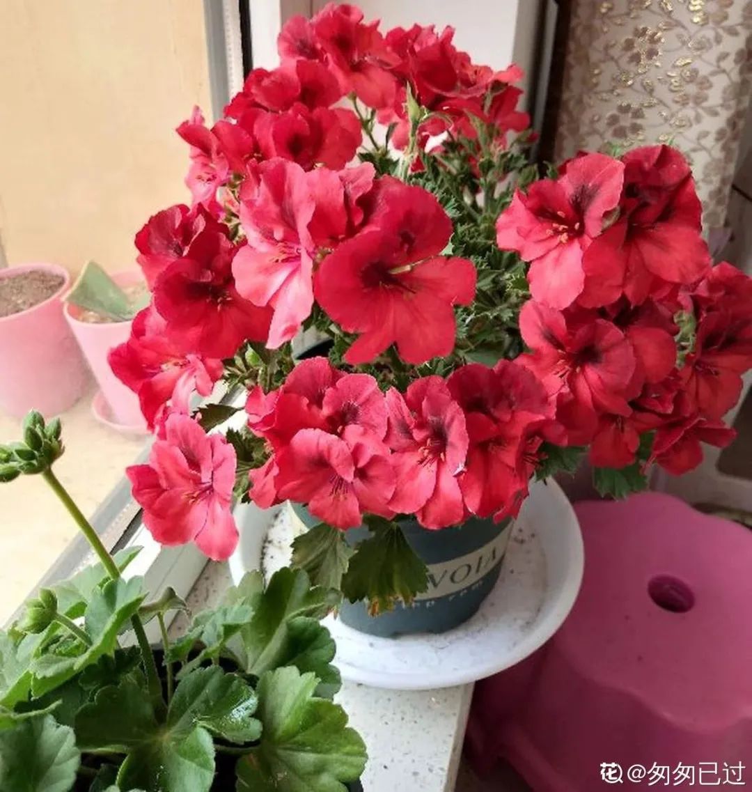 冬天最好养的花，皮实不娇气，开花易爆盆，养不活你找我