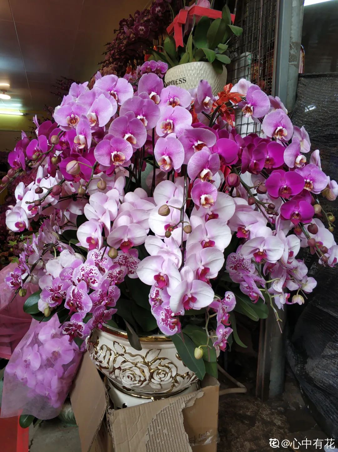 冬天最好养的花，皮实不娇气，开花易爆盆，养不活你找我
