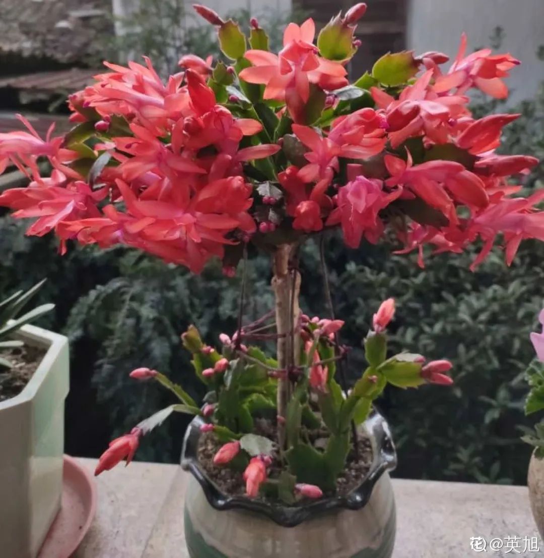 冬天最好养的花，皮实不娇气，开花易爆盆，养不活你找我