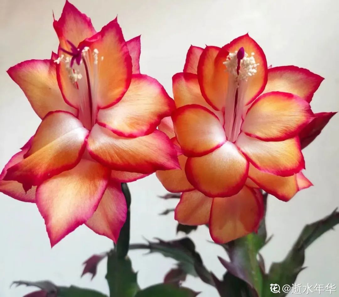 冬天最好养的花，皮实不娇气，开花易爆盆，养不活你找我