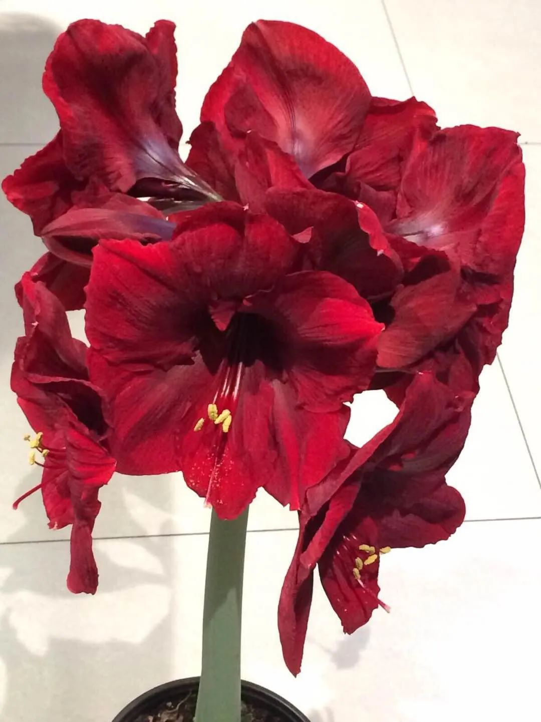 冬天最好养的花，皮实不娇气，开花易爆盆，养不活你找我