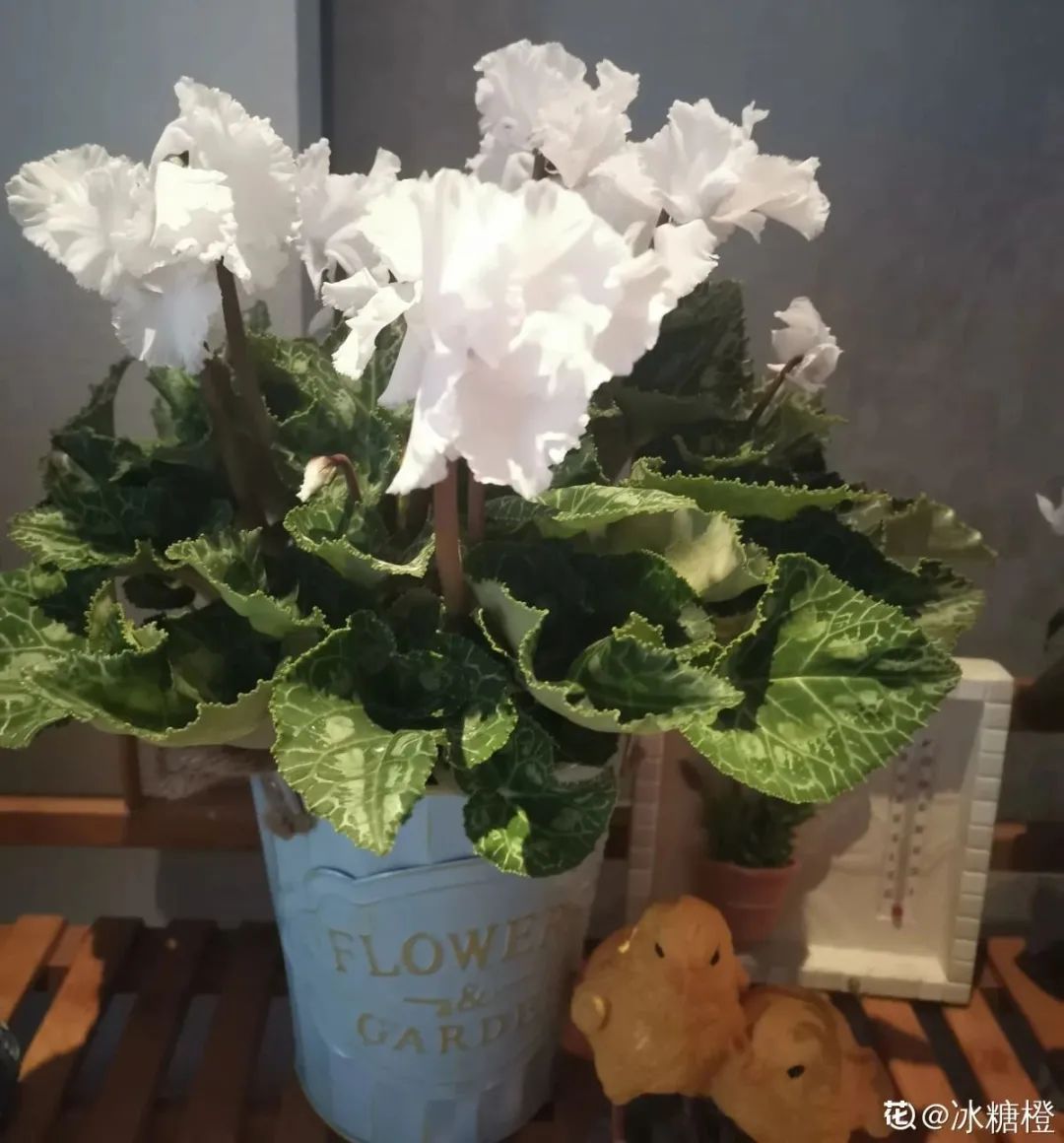 冬天最好养的花，皮实不娇气，开花易爆盆，养不活你找我