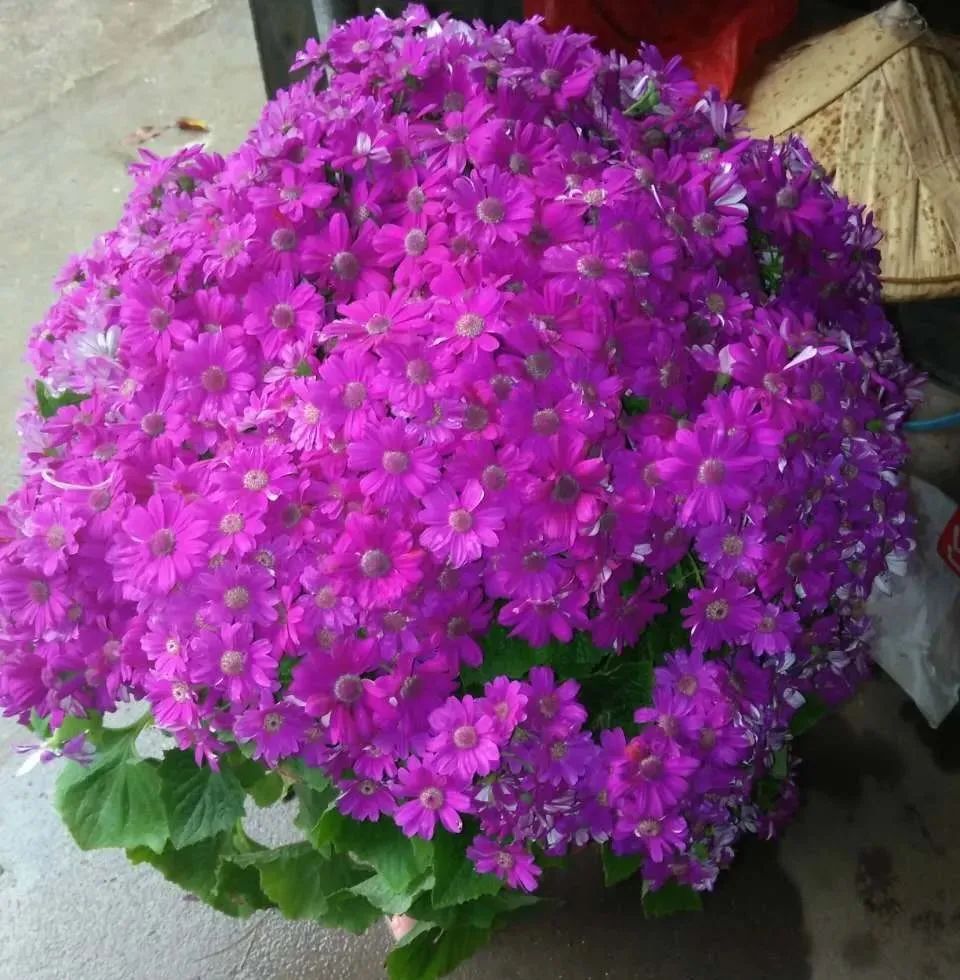 冬天最好养的花，皮实不娇气，开花易爆盆，养不活你找我