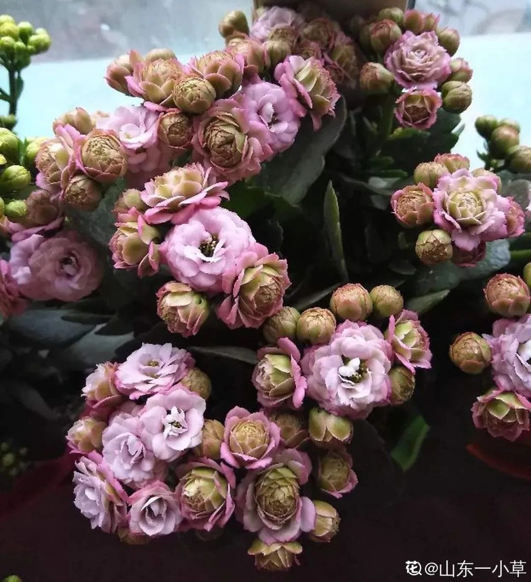 冬天最好养的花，皮实不娇气，开花易爆盆，养不活你找我