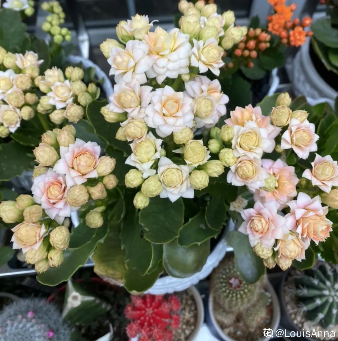 冬天最好养的花，皮实不娇气，开花易爆盆，养不活你找我