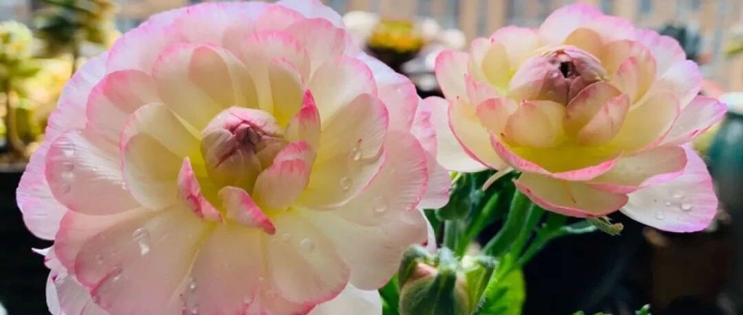 冬天最娇气的9种花，不要随便买，养不活浪费钱