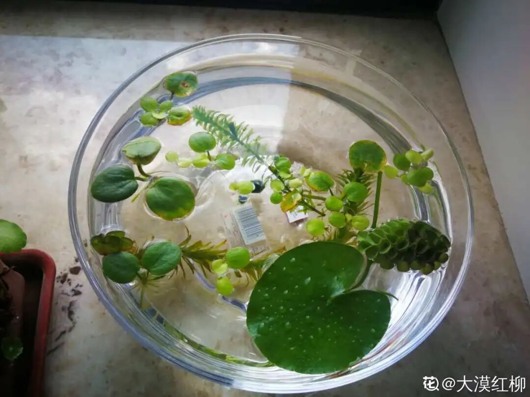这花像个大水桶 一天一瓢水 7天爆满缸 柠檬资讯