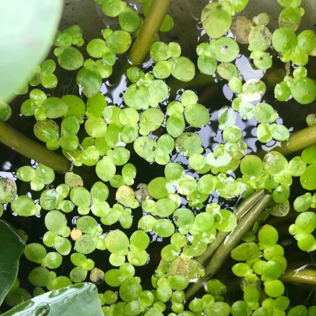 这花像个大水桶 一天一瓢水 7天爆满缸 柠檬资讯