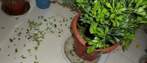 降温了，9种花最怕冷，赶快搬进屋！