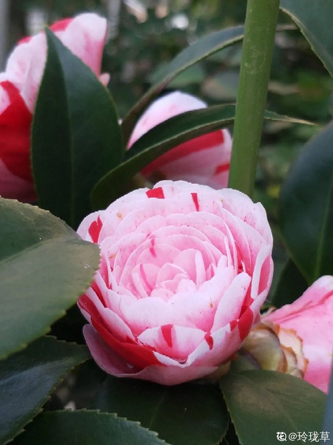 驚豔最愛變顏色的茶花一樹五色花花大如碗賽牡丹