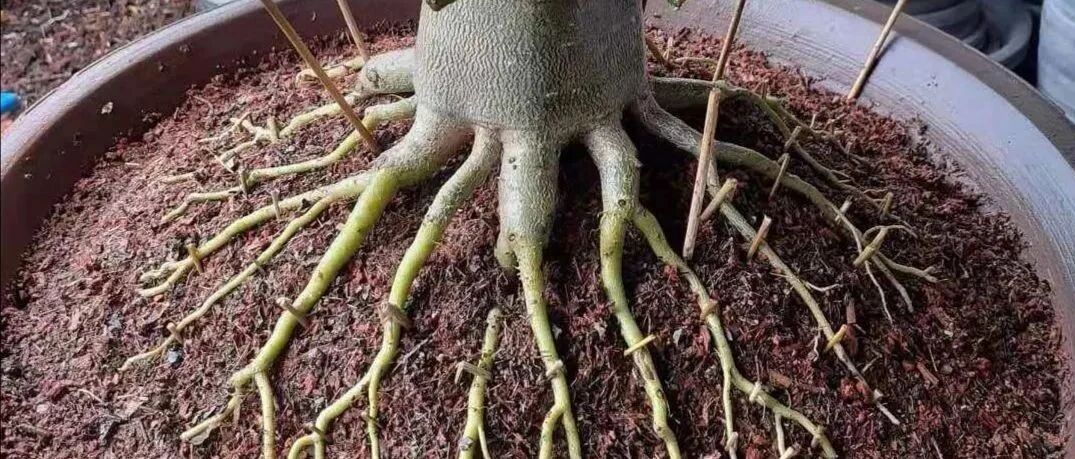 这花就用小盆养，根系拽2下，长成八爪鱼！