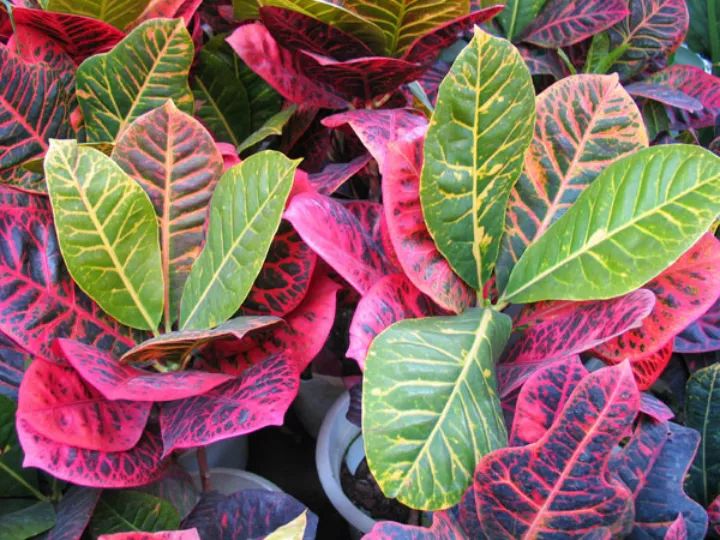 这种花有毒，别乱碰、别乱吃，家里有小孩更要注意！