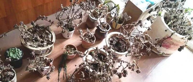 夏天养花，就怕乱浇水，浇得越多，死得越快