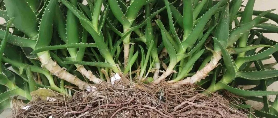 这花别扦插，直接分8块儿，沾土就活