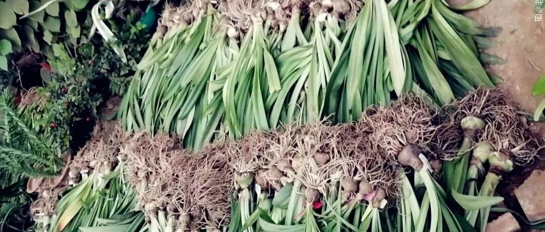 养花大棚倒闭，那么贵的花，路边扔了一地，后悔没带个大麻袋