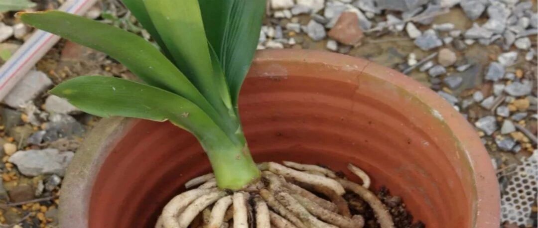 换盆时机到了，有这花赶紧换，换完立马疯长！