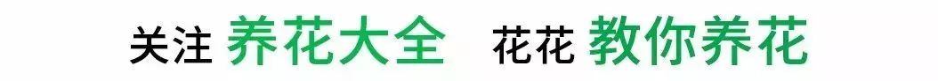 客廳養盆守家樹，大氣又鎮宅，1盆頂10盆！ 家居 第55張