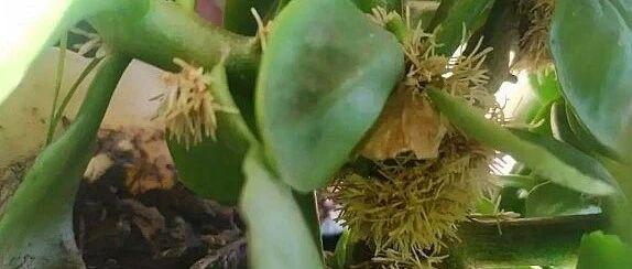 这花不用扦插，杆子上喷水，可以生出20盆