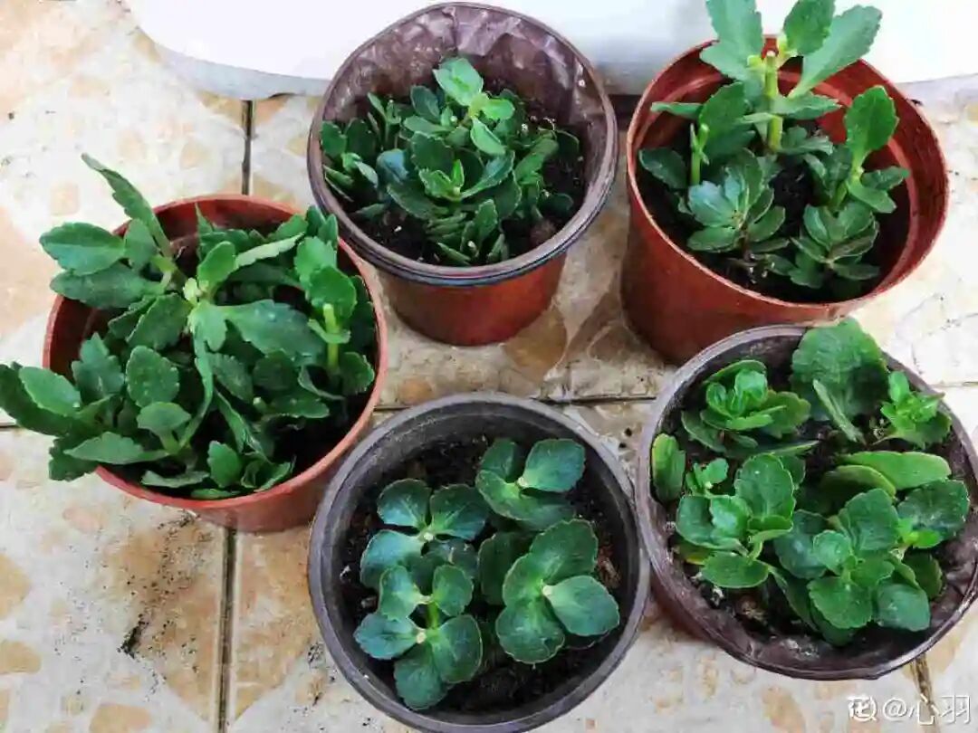 这种老桩不能养 多扦插 养嫩苗 才能年年开花 柠檬资讯