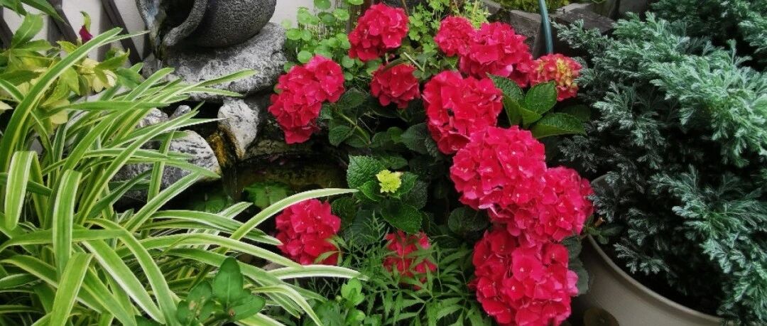 最爱喝水的花，1天浇2次，满盆都是新叶子