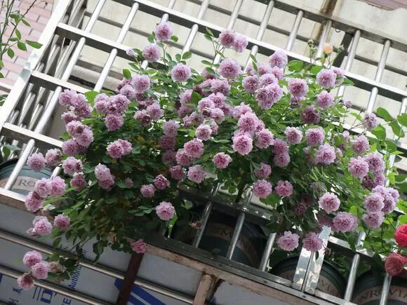 如果你的阳台只有小小防盗窗，你会种什么呢？