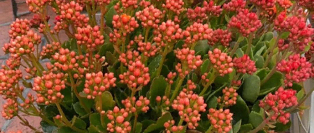 家里有这花，小花盆、挤着养，疯狂开花爆小崽！