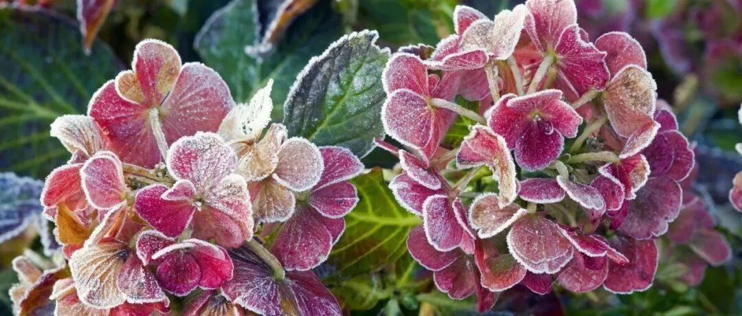 大降温冻哭了，这些花最怕冷，赶紧保护起来~