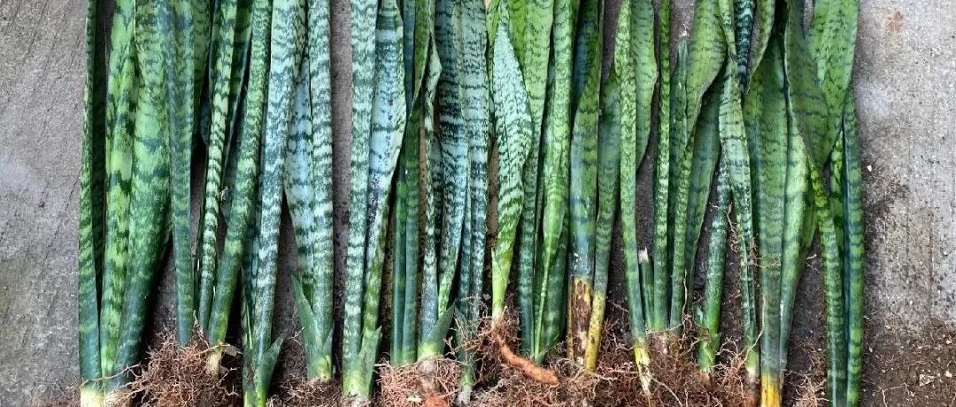 8种花换盆，换好了生一堆，换错立马死！