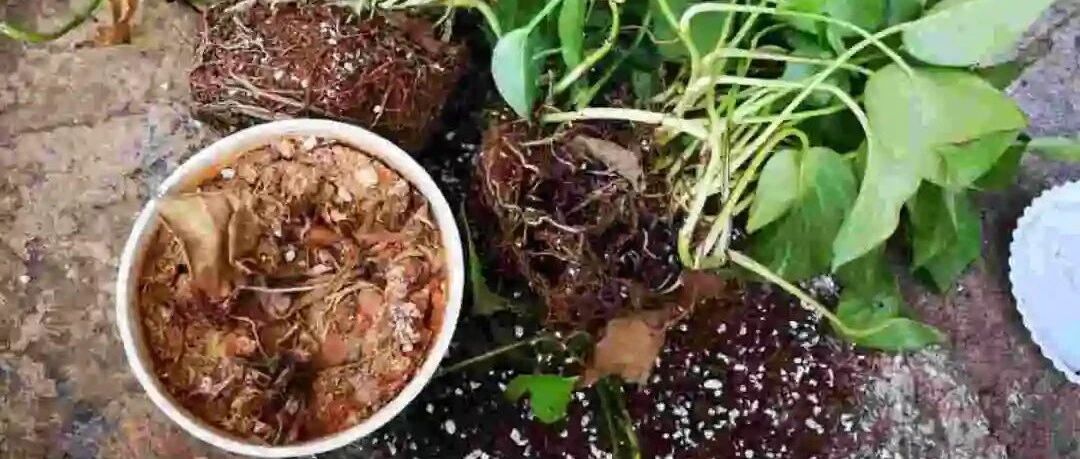 这土有“毒”，养一盆死一盆，赶紧扔掉