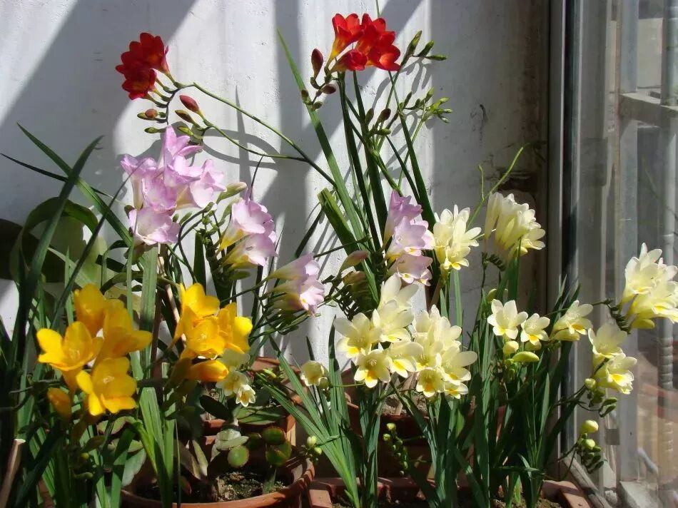 家里的花别乱摆，小心招来大麻烦！