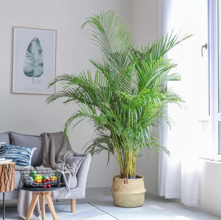 家里的花别乱摆，小心招来大麻烦！