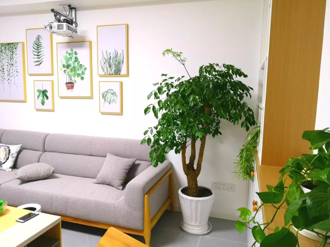 家里的花别乱摆，小心招来大麻烦！