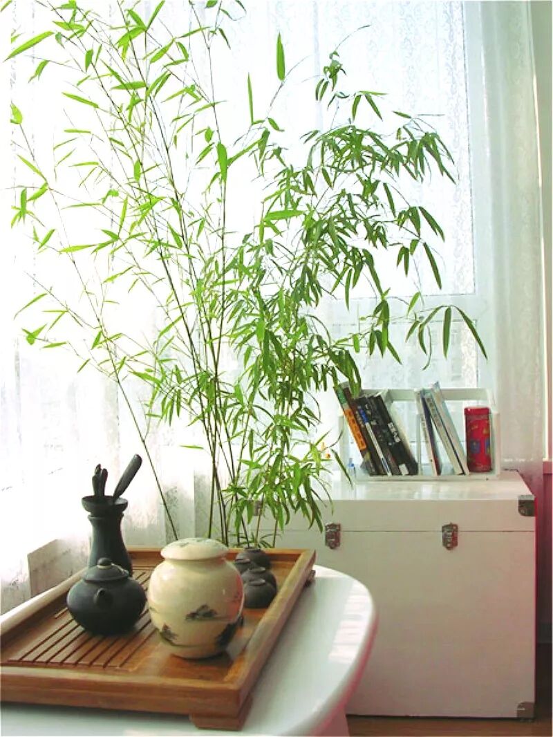 家里的花别乱摆，小心招来大麻烦！