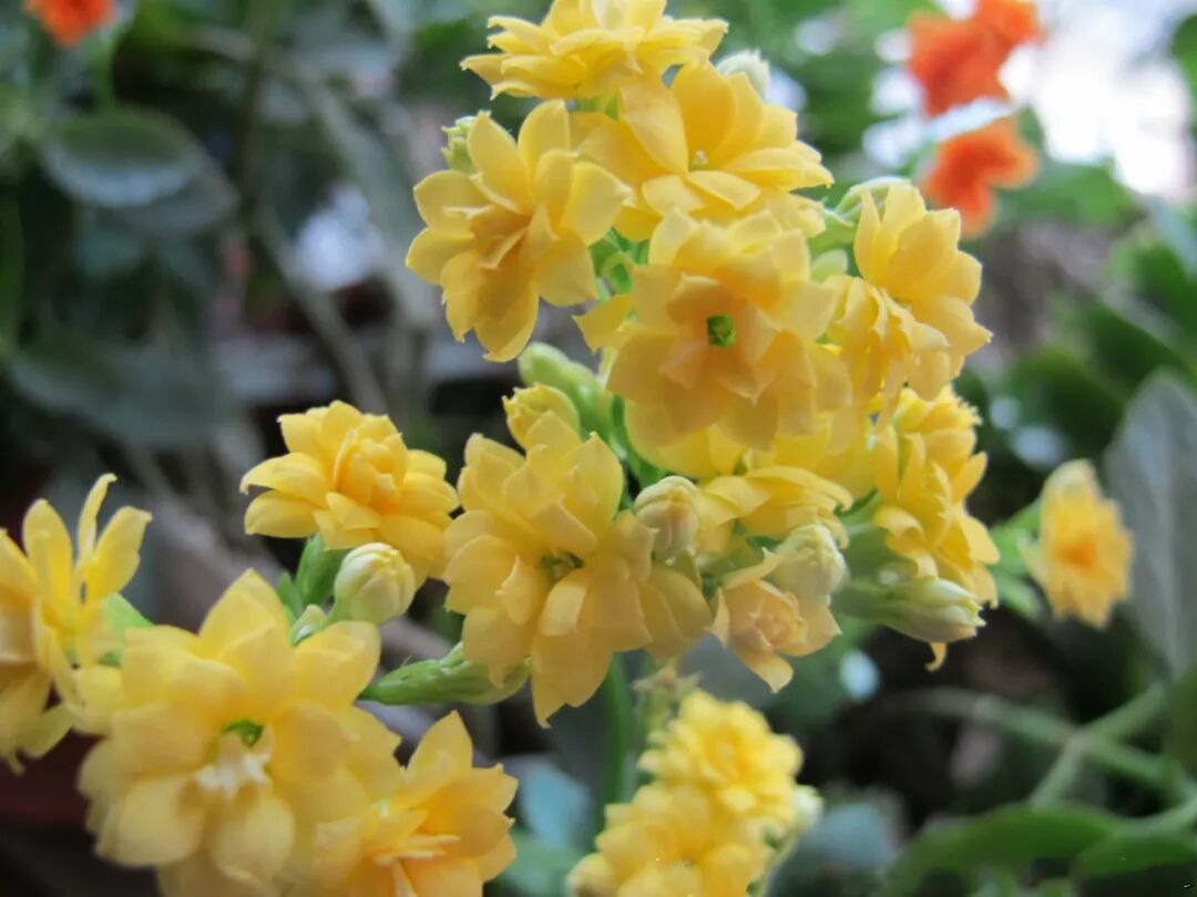 家里的花别乱摆，小心招来大麻烦！