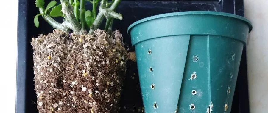 换盆时间到了，家里有这花，换完立马疯长！