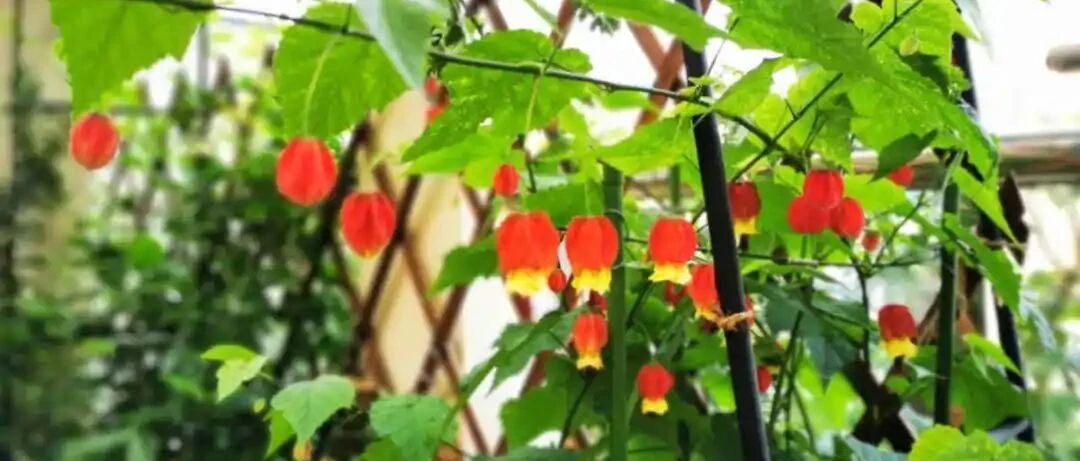 南方的开花露台，北方羡慕不来