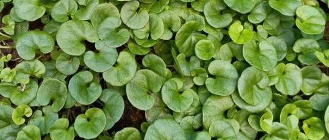 路边泛滥的野草，可以杀菌、驱虫，养花有奇效