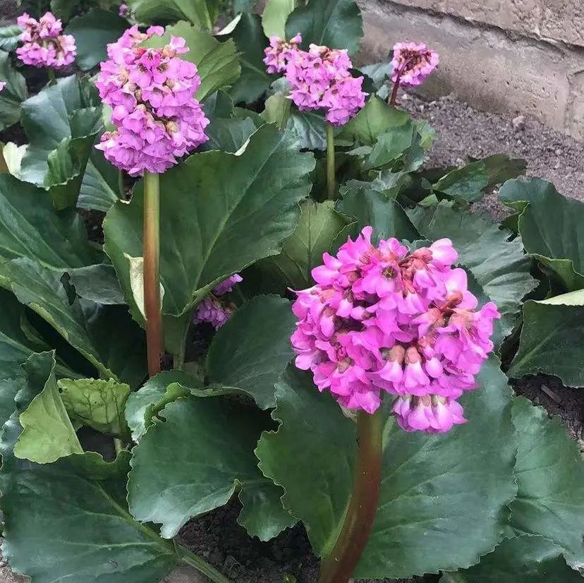 养了8年的小白菜，杆子成老桩，开花竟然这么美