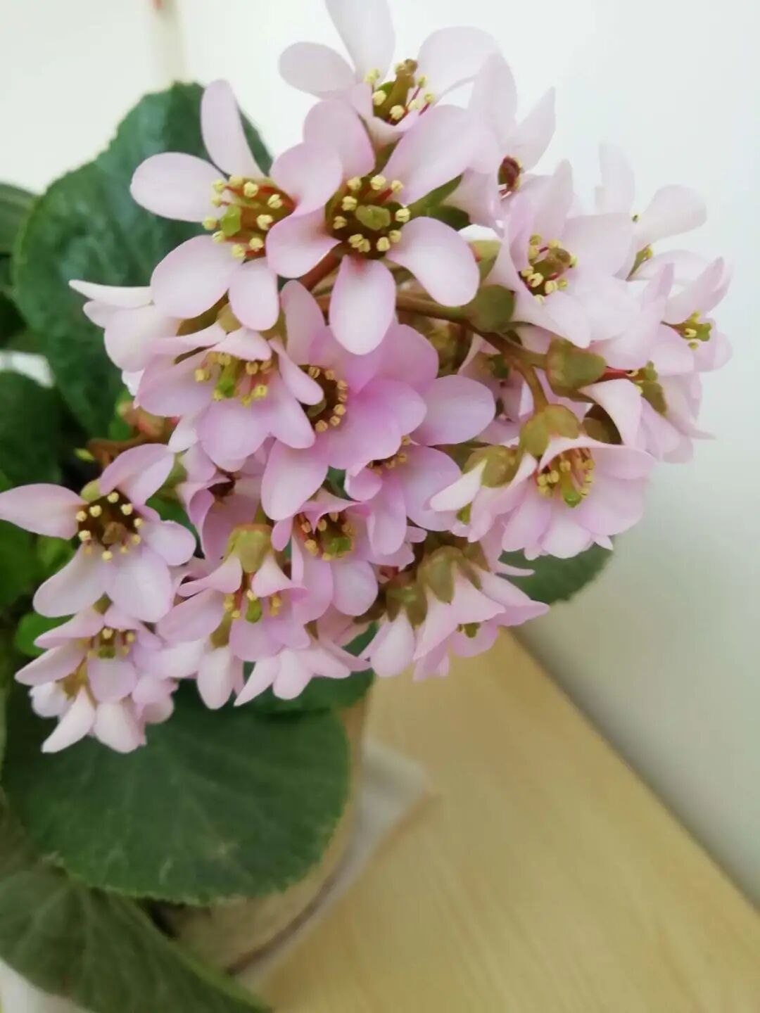 养了8年的小白菜 杆子成老桩 开花竟然这么美 营养健康养生美食菜谱 微信头条新闻公众号文章收集网