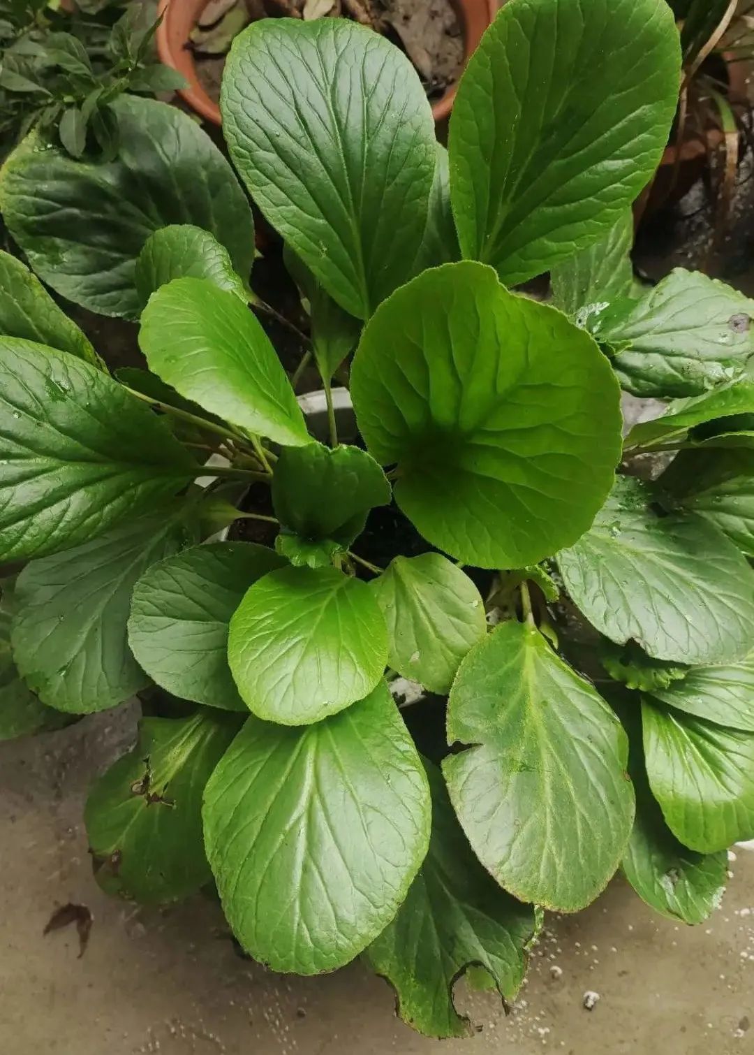 养了8年的小白菜，杆子成老桩，开花竟然这么美