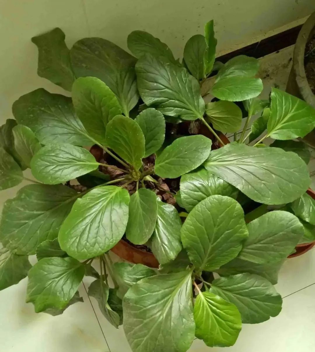 养了8年的小白菜，杆子成老桩，开花竟然这么美