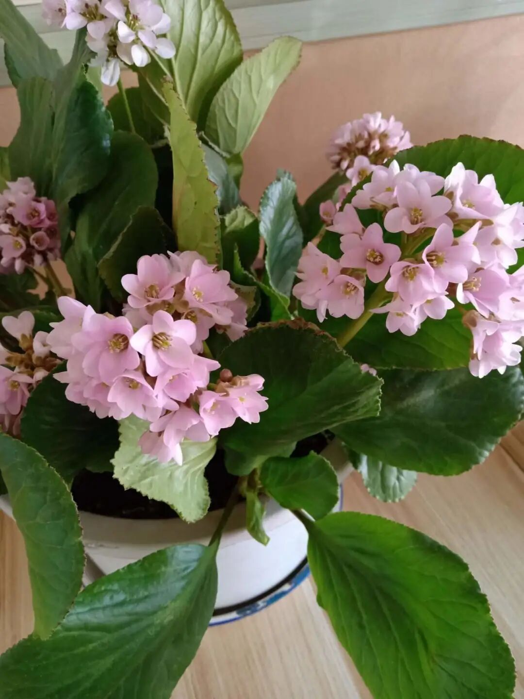 养了8年的小白菜 杆子成老桩 开花竟然这么美 营养健康养生美食菜谱 微信头条新闻公众号文章收集网