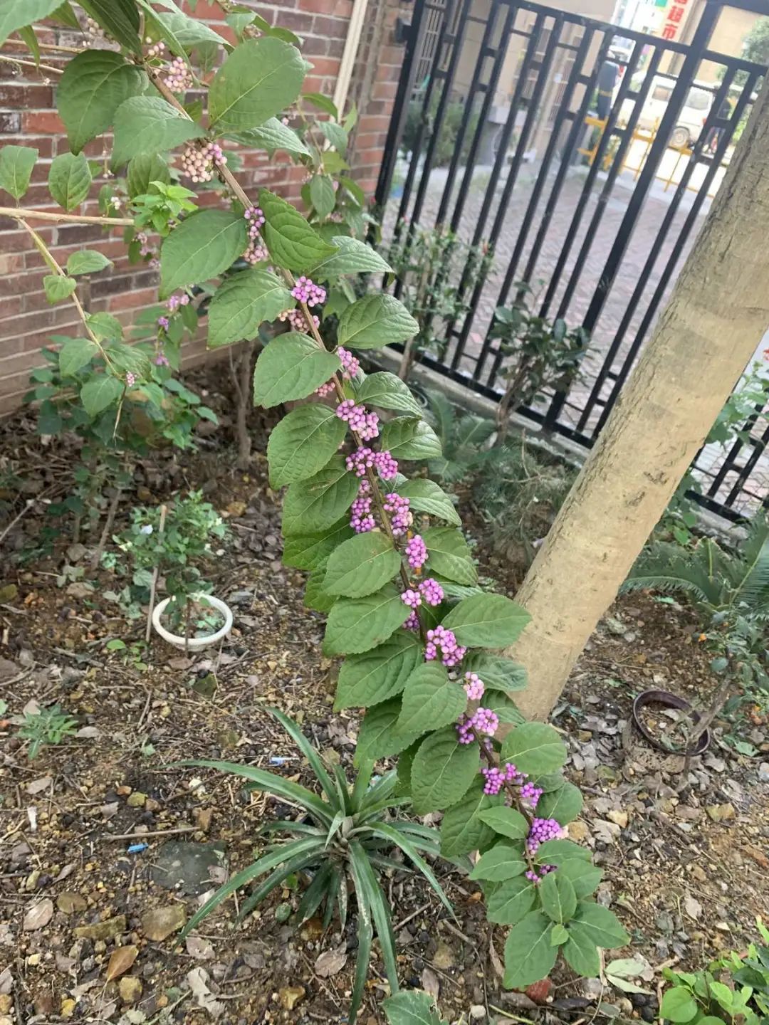 养了8年的小白菜，杆子成老桩，开花竟然这么美