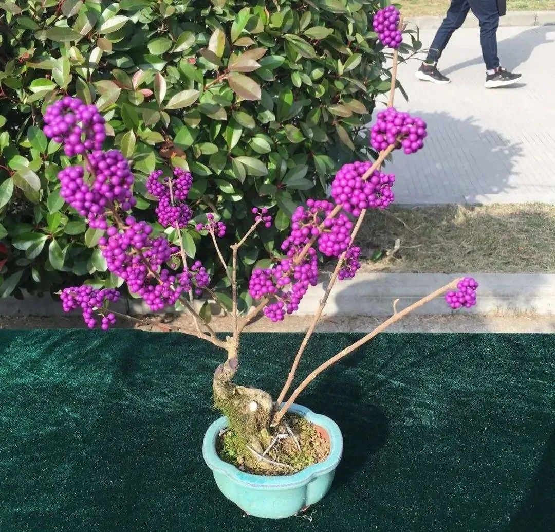养了8年的小白菜，杆子成老桩，开花竟然这么美