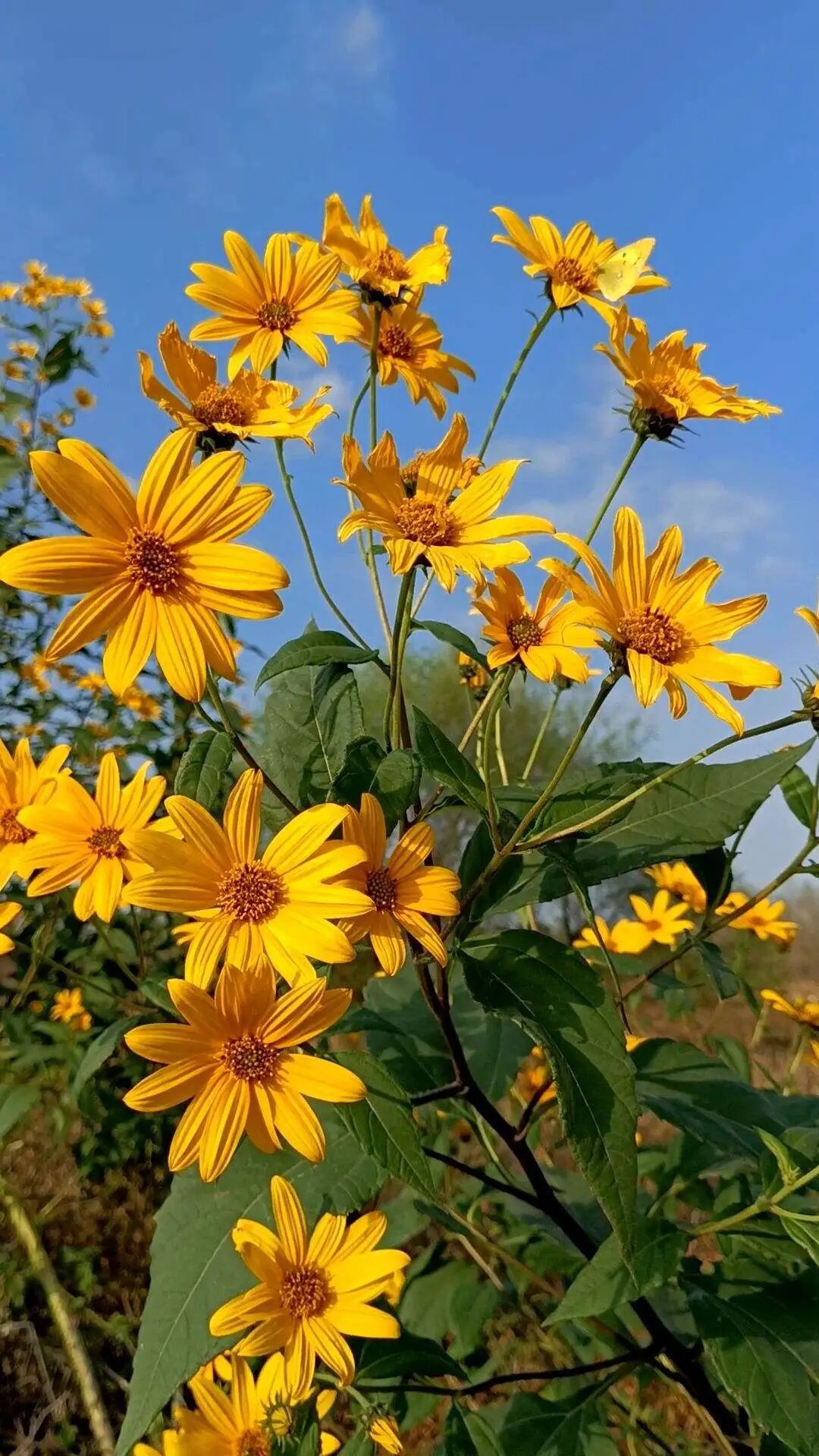 养了8年的小白菜 杆子成老桩 开花竟然这么美 营养健康养生美食菜谱 微信头条新闻公众号文章收集网