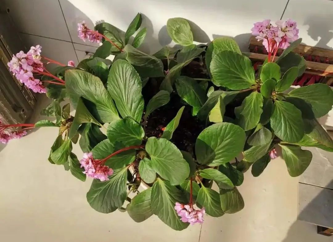 养了8年的小白菜，杆子成老桩，开花竟然这么美