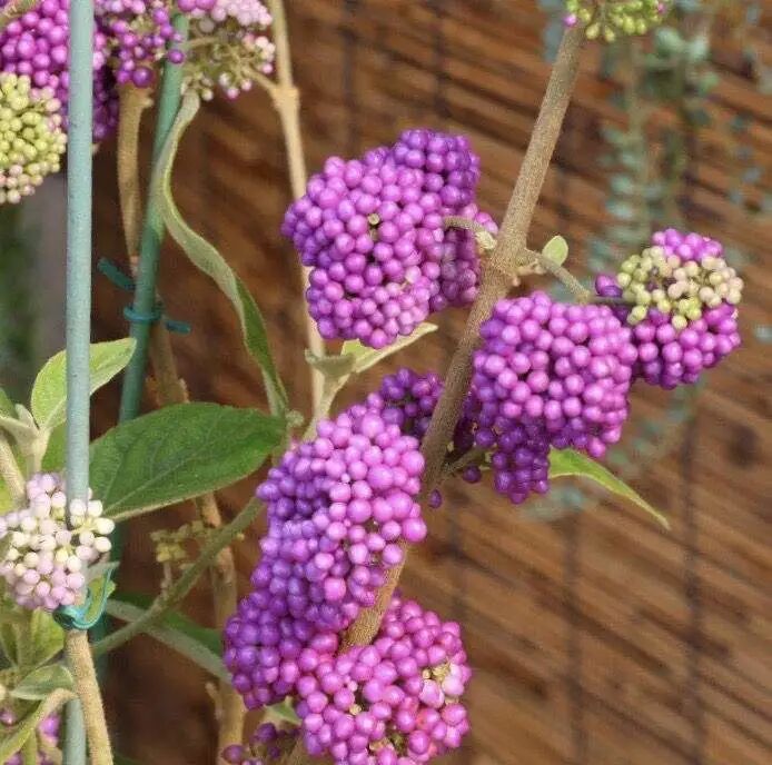 养了8年的小白菜 杆子成老桩 开花竟然这么美 营养健康养生美食菜谱 微信头条新闻公众号文章收集网