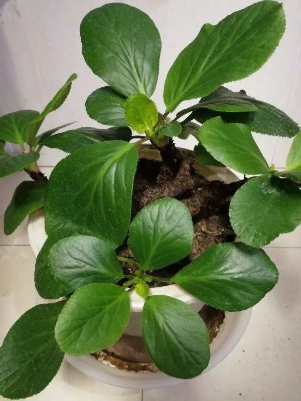 养了8年的小白菜，杆子成老桩，开花竟然这么美
